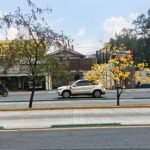 árbol floreciendo en la adversidad